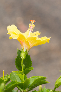 一朵黄色的花