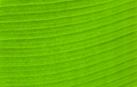 绿色的纹理和香蕉叶的线