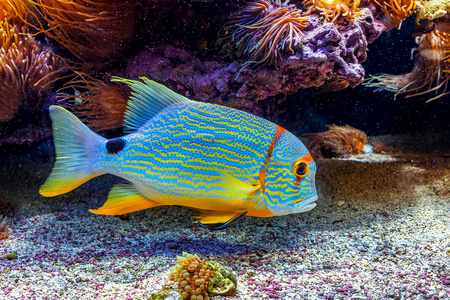 在水族馆的多彩外来鱼