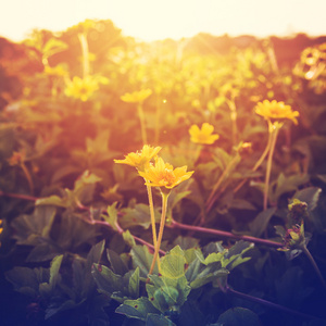 老式的照片黄色花草在日落