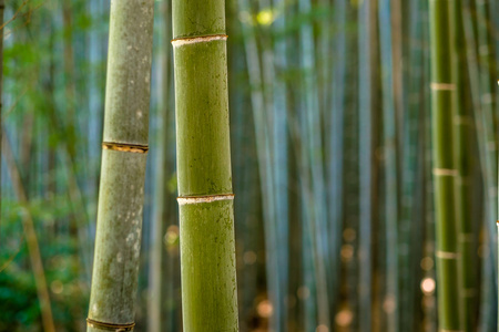 竹林里京都