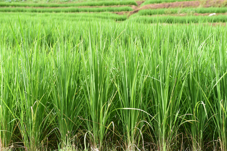 绿色的稻田，在泰国