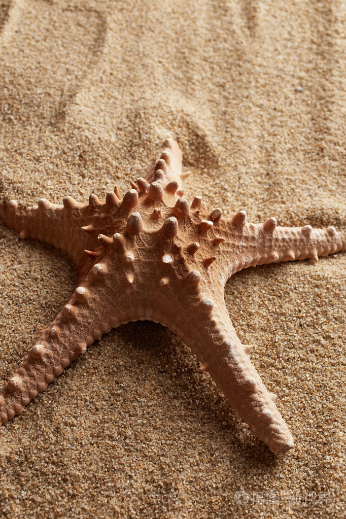在沙滩上的海星