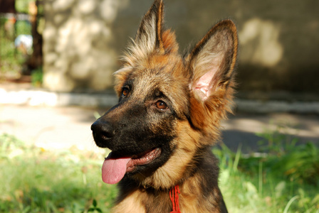 坐在绿草的美丽年轻的德国牧羊犬的狗小狗的特写肖像