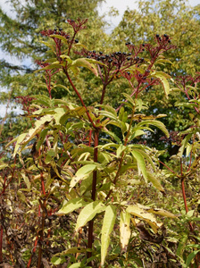 elderwort 植物有黑色 有毒的浆果