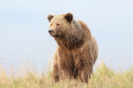 自然界中的棕色的熊