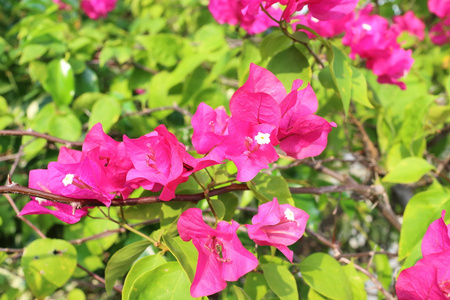 在泰国盛开的九重奏花