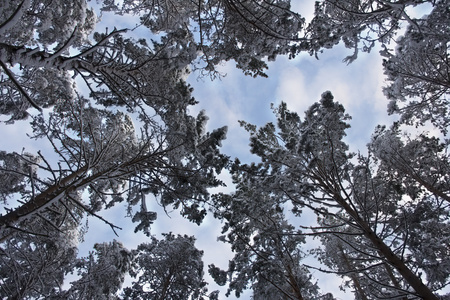 松树树枝覆盖着雪在天空背景图片