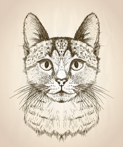 手绘猫的图形化显示图片