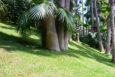 热带植被的视图