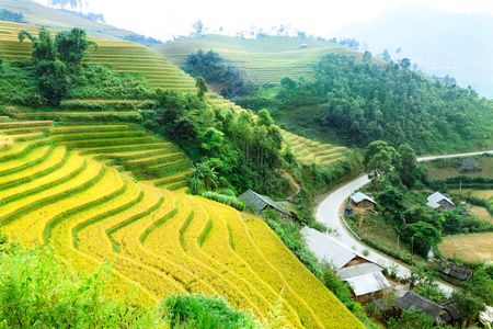 稻田上的梯田的木仓柴，Yenbai，越南。稻田准备在西北 Vietnam.Vietnam 风景收获