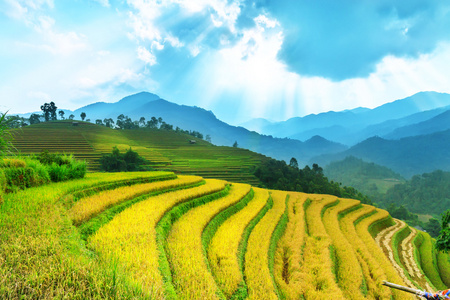 稻田上的梯田的木仓柴，Yenbai，越南。稻田准备在西北 Vietnam.Vietnam 风景收获