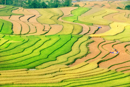 稻田上的梯田的木仓柴，Yenbai，越南。稻田准备在西北 Vietnam.Vietnam 风景收获