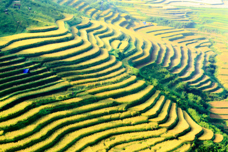 稻田上的梯田的木仓柴，Yenbai，越南。稻田准备在西北 Vietnam.Vietnam 风景收获