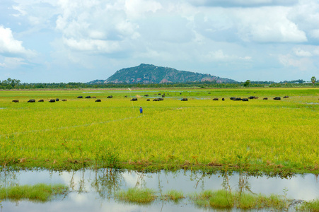 景观，湄公河三角洲，水牛，水稻田
