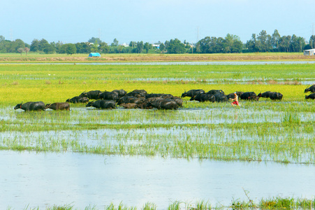 景观，湄公河三角洲，水牛，水稻田