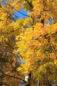 黄色的秋天背景