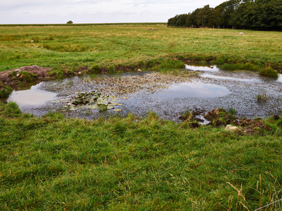 野生的沼泽沼泽图片
