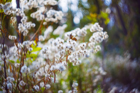 特写于秋花