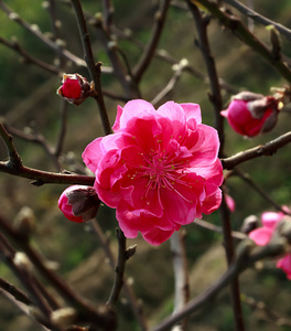 宏的樱花花