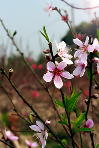 宏的樱花花