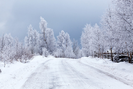 冬季景观与雪杉树