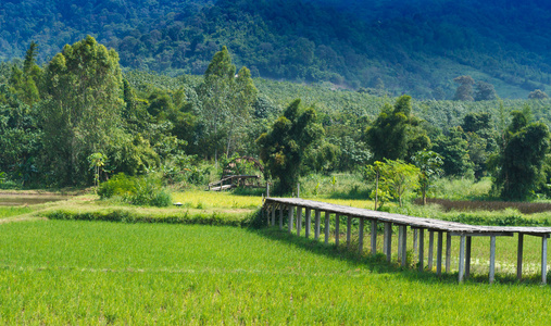 稻田中泰国美丽的风景图片