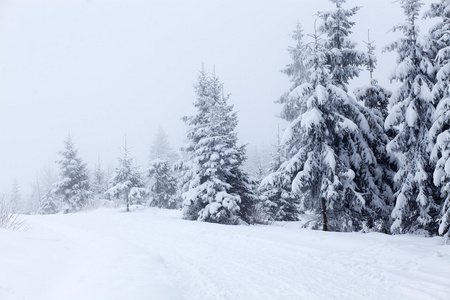 冬季景观与雪杉树