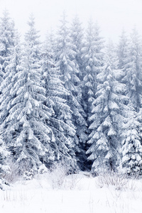 冬季景观与雪杉树