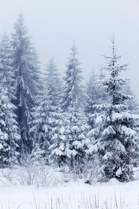 冬季景观与雪杉树