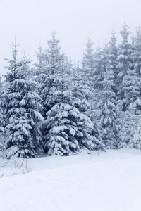 冬季景观与雪杉树