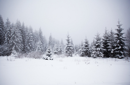 冬季景观与雪杉树