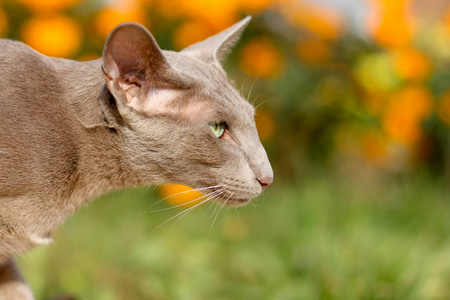 对狩猎的猫