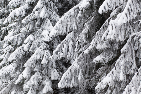 冬季景观与雪杉树