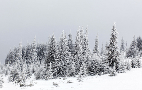 冬季景观与雪杉树