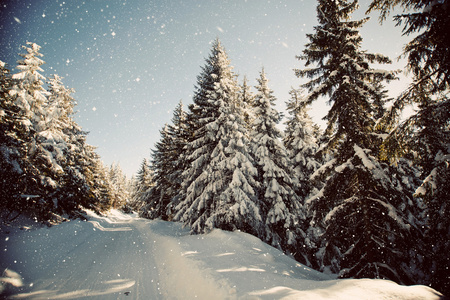 冬季景观与雪杉树