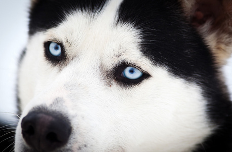 赫斯基肖像和蓝色的眼睛