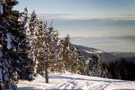 冬季景观与雪杉树