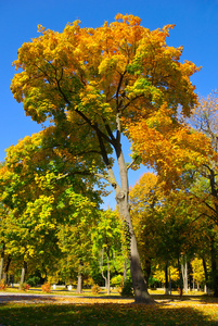 黄色和红色秋园中树上的叶子