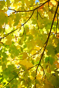 黄色和红色秋园中树上的叶子