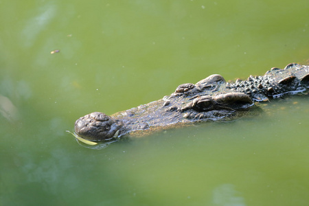 漂浮在水中的鳄鱼