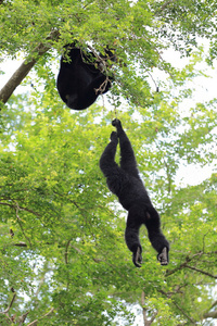 挂在树上的黑长臂猿