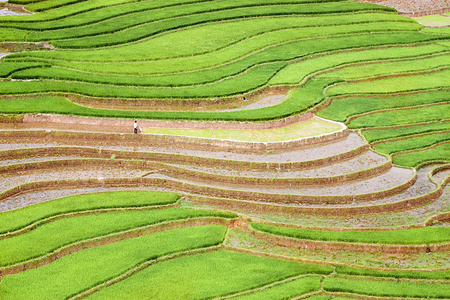 稻田和水对梯田的木仓柴，Yenbai，越南。越南风景