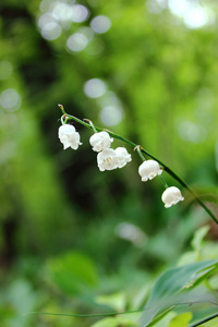 山谷的百合花