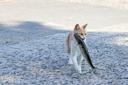 在她的嘴被盗鱼只流浪猫