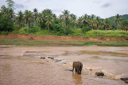 大象正在过河