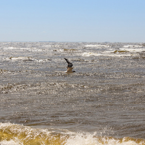 海鸥飞越水