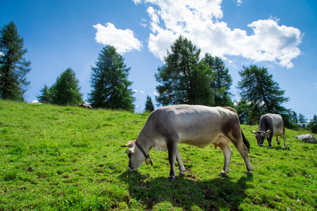 在多洛米蒂山区放牧的奶牛图片