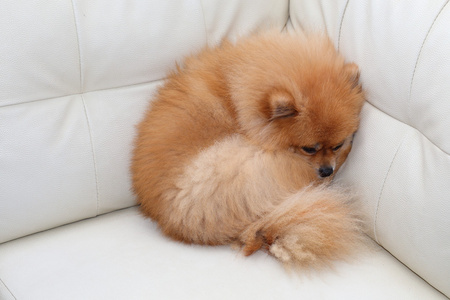 博美犬狗可爱的宠物睡在白色真皮沙发上