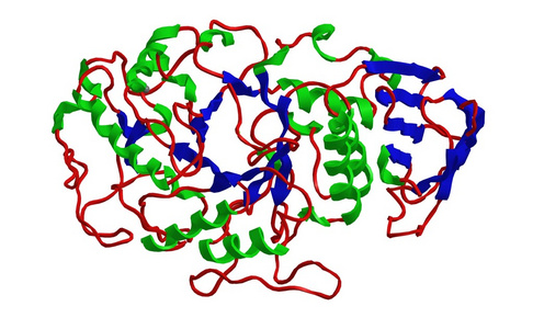 阿尔法淀粉酶的分子结构